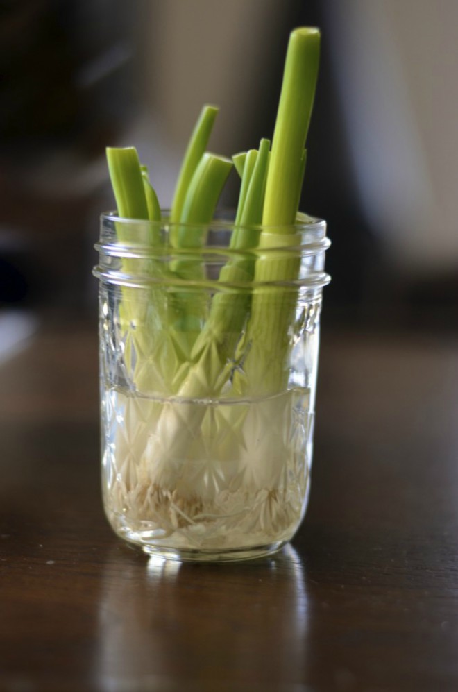 Mách chị em 4 cách trồng hành lá tại nhà, ăn tẹt ga không hết - 10