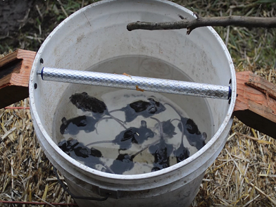 Đuổi được cả đàn chuột khỏi nhà nhờ 4 cách làm bẫy chuột cực đơn giản - 3