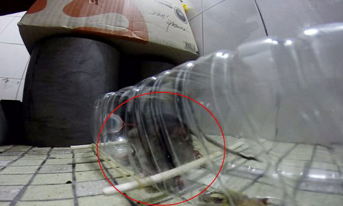 Đuổi được cả đàn chuột khỏi nhà nhờ 4 cách làm bẫy chuột cực đơn giản - 9