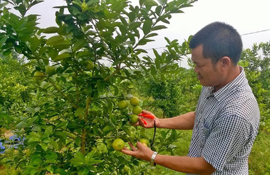 Chanh đào rớt giá thảm hại - 1