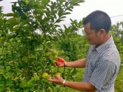 Mua sắm - Giá cả - Chanh đào rớt giá thảm hại