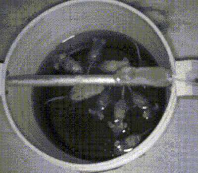 Đuổi được cả đàn chuột khỏi nhà nhờ 4 cách làm bẫy chuột cực đơn giản - 6