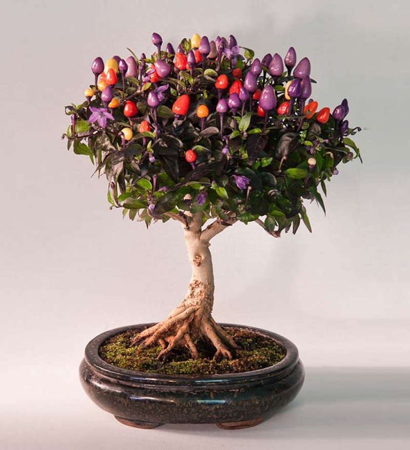 Một cây ớt Chile nhiều màu cũng có thể trở thành cây bonsai đẹp đến thế này.
