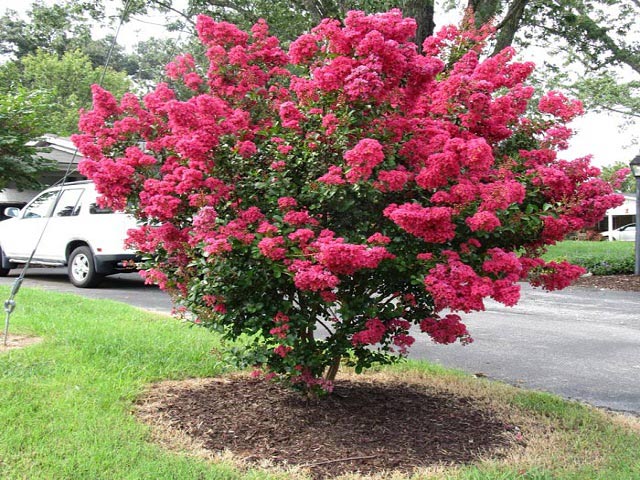 Hoa tường vi nhiều màu, đẹp lại dễ sống, tội gì không trồng ngay?