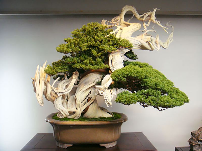 Có lẽ ít ai ngờ chậu bonsai tuyệt đẹp này đã hơn 800 năm tuổi.

