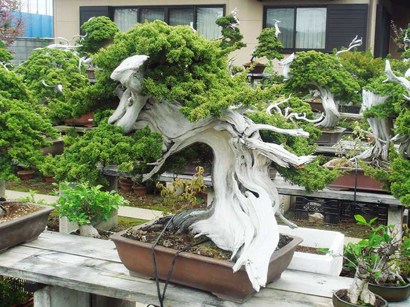 Chậu cây bonsai 150 tuổi.
