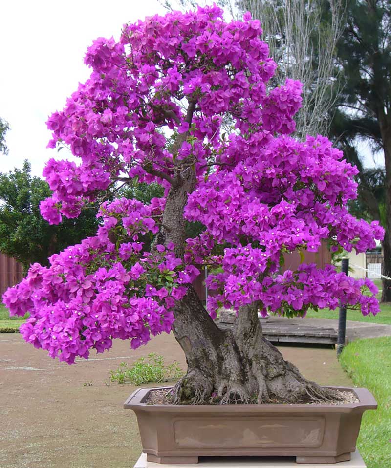 Cây hoa giấy bonsai ra hoa tím rực.
