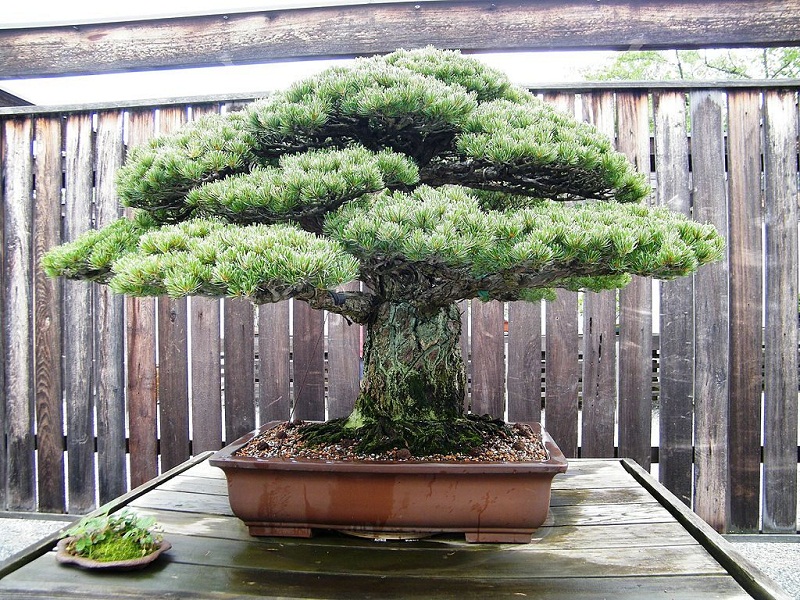 Chậu bonsai 390 tuổi này đã sống sốt một cách kì diệu qua thảm họa Hiroshima.
