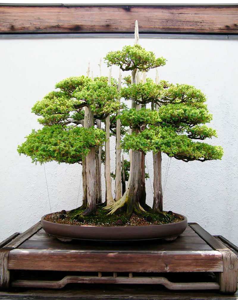 Chậu bonsai với tạo dáng như khu rừng nguyên sinh.
