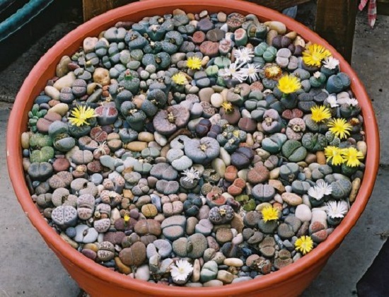 Phát sốt với những loại cây trang trí nhỏ xinh, chẳng hạn như những viên đá với những bông hoa đẹp mắt, tự do để trên bàn - 3