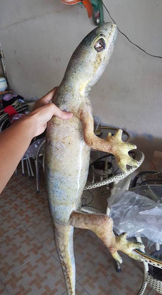 Giờ phải sắm gối ôm hình thằn lằn, tôm cua, súp lơ,... hệt như thật thế này mới amp;#34;chất chơiamp;#34; - 2