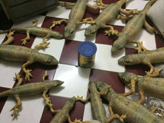 Giờ phải sắm gối ôm hình thằn lằn, tôm cua, súp lơ,... hệt như thật thế này mới amp;#34;chất chơiamp;#34; - 1