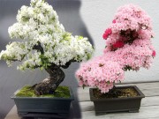 Nhà đẹp - Mãn nhãn những chậu cây cảnh bonsai đẹp nhất thế giới