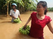 Tin tức - Nước sông dâng cao, bãi giữa sông Hồng như miền Tây mùa nước lũ