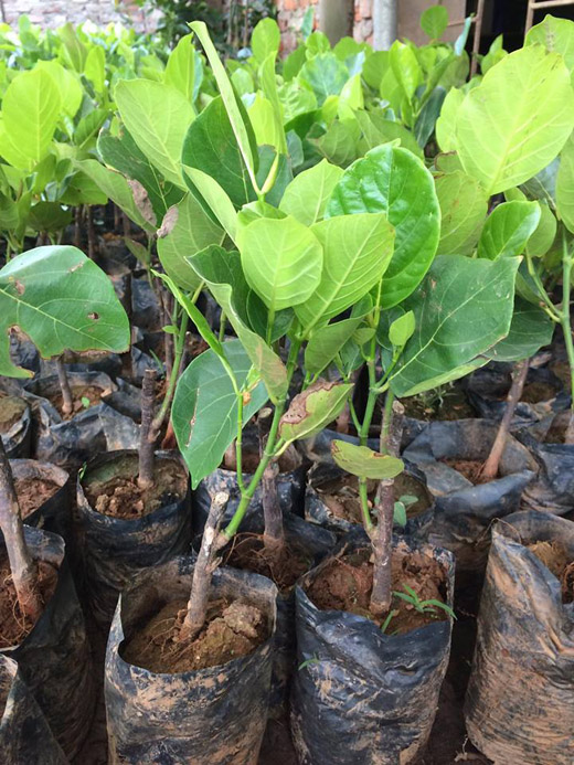 nha nha xon xao tim trong giong mit khung dai gan 1m, mot qua chin ca xom an no - 10