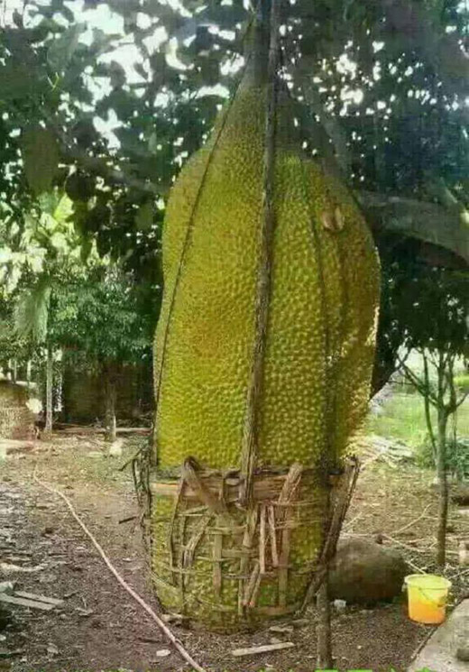 nha nha xon xao tim trong giong mit khung dai gan 1m, mot qua chin ca xom an no - 3