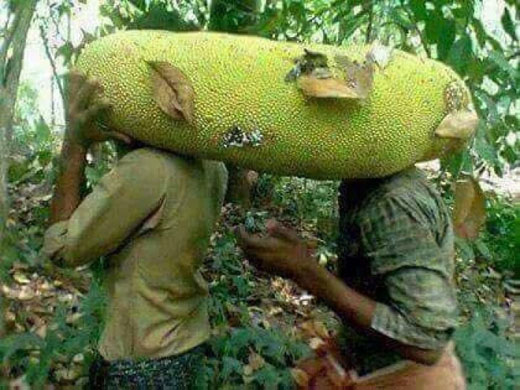 nha nha xon xao tim trong giong mit khung dai gan 1m, mot qua chin ca xom an no - 4