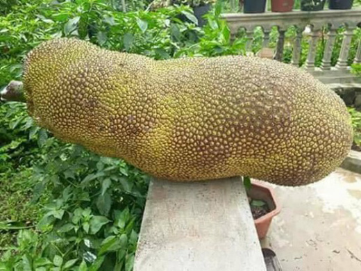 nha nha xon xao tim trong giong mit khung dai gan 1m, mot qua chin ca xom an no - 8