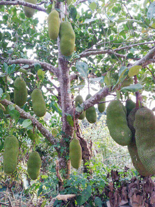 nha nha xon xao tim trong giong mit khung dai gan 1m, mot qua chin ca xom an no - 6