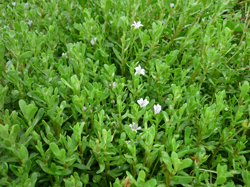 Những loại rau đắt hơn thịt được nhiều người tìm mua - 1