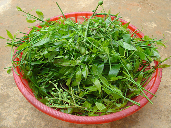 Những loại rau đắt hơn thịt được nhiều người tìm mua - 2