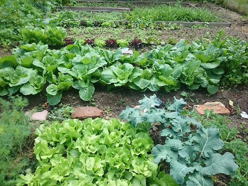 Thức đến 2h sáng soi đèn để vợ chăm vườn rau gì cũng có: Anh chồng chuẩn amp;#34;soái caamp;#34; - 17