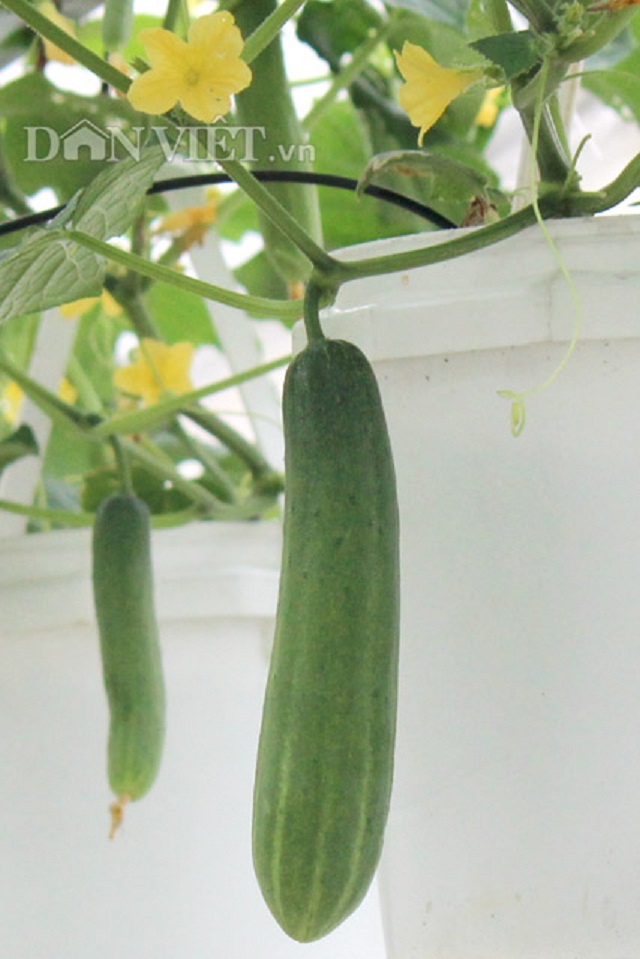 Ngẩn ngơ nhìn cả vườn dưa leo chi chít trái treo lơ lửng… trên trời - 10