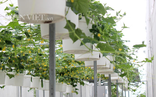Ngẩn ngơ nhìn cả vườn dưa leo chi chít trái treo lơ lửng… trên trời - 11