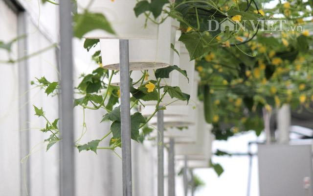 Ngẩn ngơ nhìn cả vườn dưa leo chi chít trái treo lơ lửng… trên trời - 12