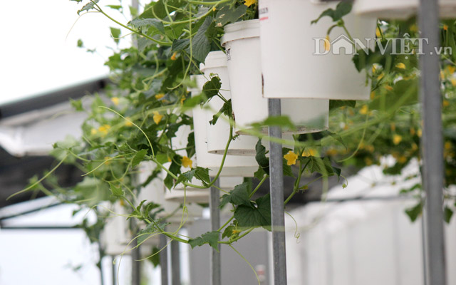 Ngẩn ngơ nhìn cả vườn dưa leo chi chít trái treo lơ lửng… trên trời - 2