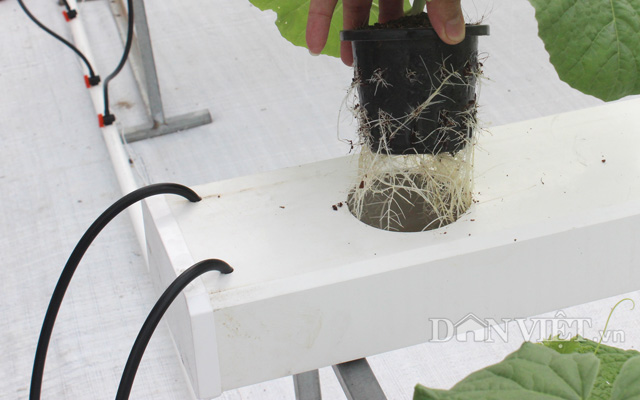 Ngẩn ngơ nhìn cả vườn dưa leo chi chít trái treo lơ lửng… trên trời - 4