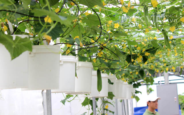 Ngẩn ngơ nhìn cả vườn dưa leo chi chít trái treo lơ lửng… trên trời - 5