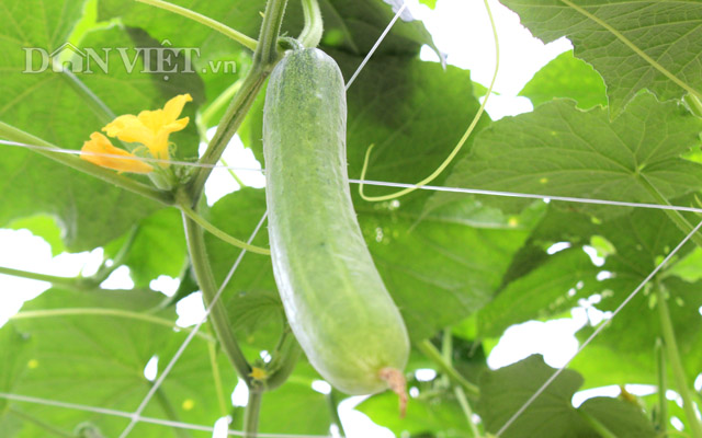 Ngẩn ngơ nhìn cả vườn dưa leo chi chít trái treo lơ lửng… trên trời - 8