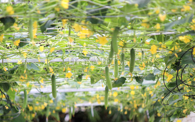 Ngẩn ngơ nhìn cả vườn dưa leo chi chít trái treo lơ lửng… trên trời - 9