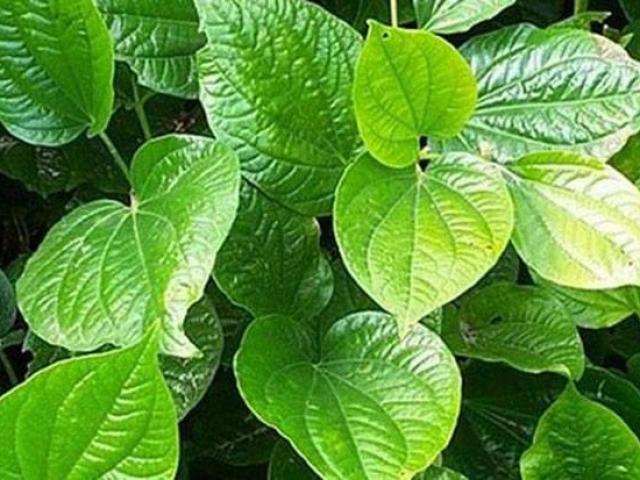 Cách chữa bệnh đổ mồ hôi chân tay bằng lá lốt cực hiệu quả