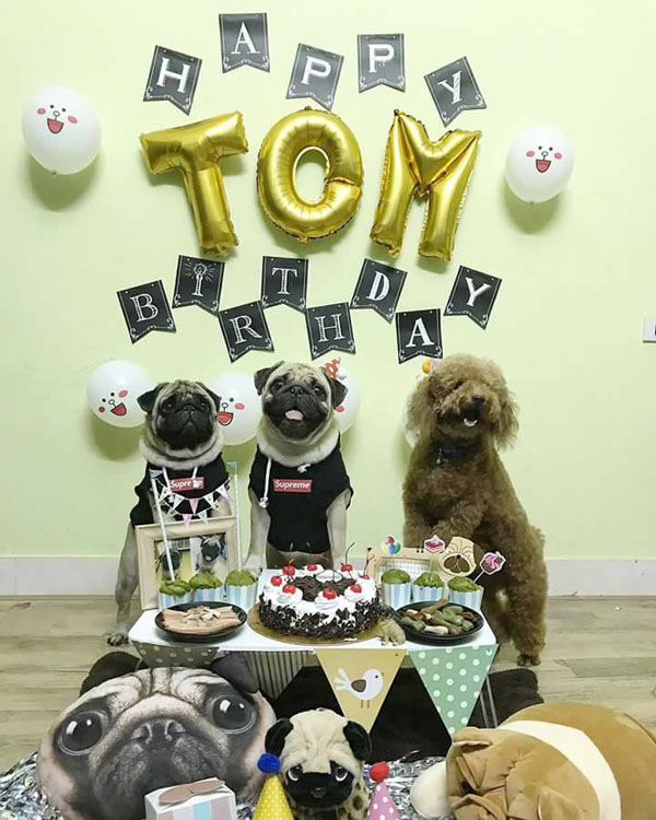 2-year-old dog gets a grand birthday celebration, netizens amp;#34;outragedamp;#34;: amp;#34;Happier than humans!amp;#34;  - 3