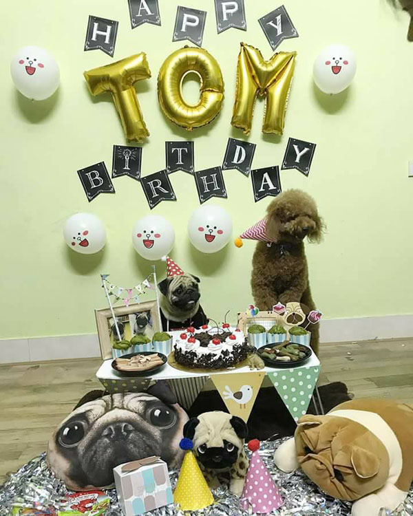 2-year-old dog gets a grand birthday celebration, netizens amp;#34;outragedamp;#34;: amp;#34;Happier than humans!amp;#34;  - 5