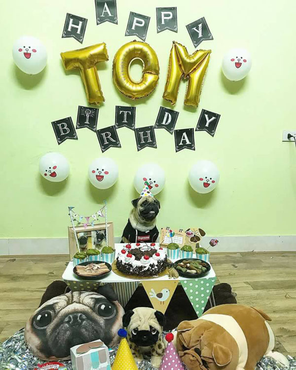 2-year-old dog gets a grand birthday celebration, netizens amp;#34;outragedamp;#34;: amp;#34;Happier than humans!amp;#34;  - first