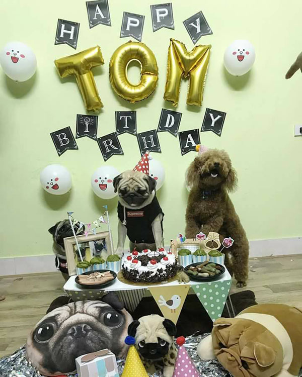 2-year-old dog gets a grand birthday celebration, netizens amp;#34;outragedamp;#34;: amp;#34;Happier than humans!amp;#34;  - 2
