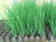 Nhà đẹp - Mẹo trồng hành lá cực nhanh mà nhàn không cần đất, tha hồ hái mỏi tay