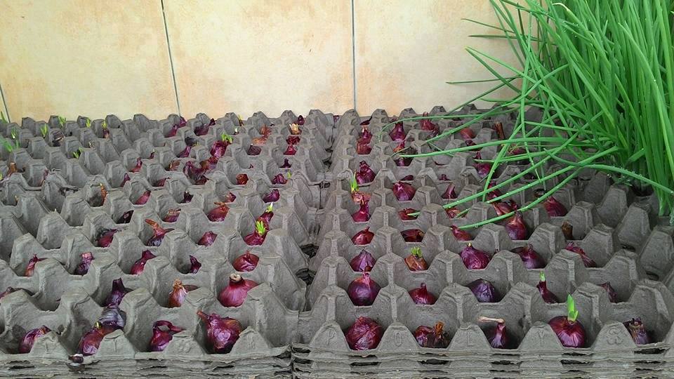 Mẹo trṑng hành lá cực nhanh mà nhàn khȏng cần ᵭất, tha hṑ hái mỏi tay - 4