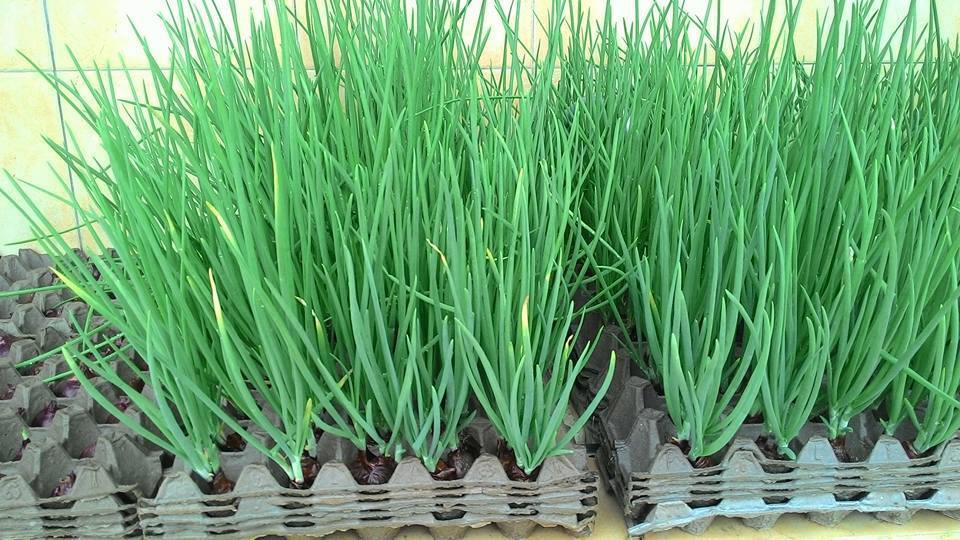Mẹo trṑng hành lá cực nhanh mà nhàn khȏng cần ᵭất, tha hṑ hái mỏi tay - 5