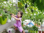 Nhà đẹp - Vườn rau quả sai lúc lỉu "vạn người mê" trên sân thượng của mẹ Việt đất Cảng