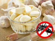 Nhà đẹp - Xem ngay cách đuổi muỗi bằng tỏi cực kì đơn giản mà hiệu quả