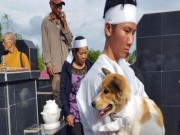 Tin tức - Cái chết uất hận của chú chó đang để tang chủ