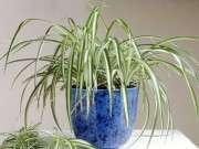 Nhà đẹp - Những loại cây cảnh giúp loại bỏ khí độc, giảm căng thẳng