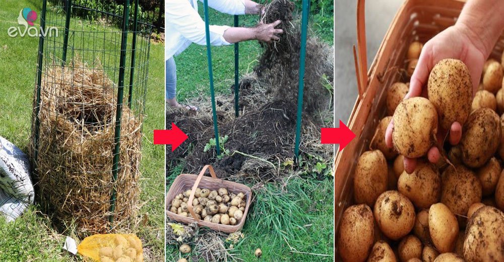 Làm tổ rơm nhỏ trong vườn rồi vùi vài củ vào, 34 ngày sau cô gái bội ...