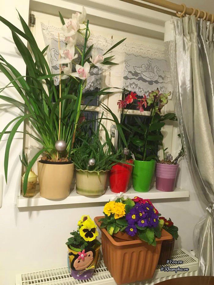Ngỡ ngàng ban công chỉ 2m² trồng được hàng chục loại hoa trái của mẹ Việt ở Đức - 8