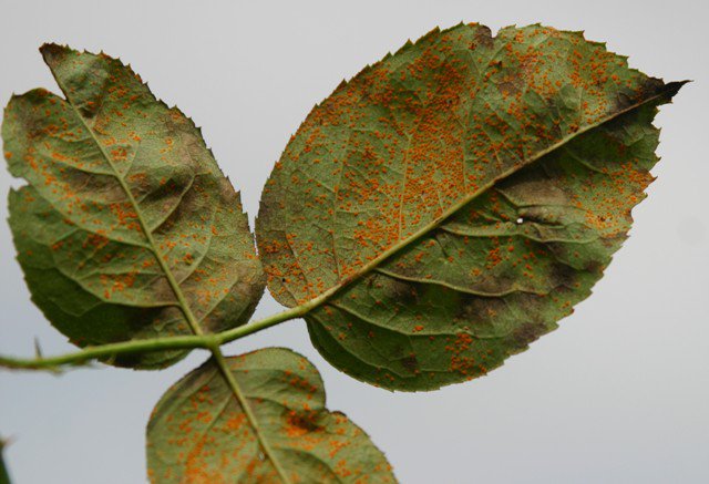 Mách cách chăm sóc hoa hồng để cây khỏe mạnh, cho hoa rực rỡ - 5