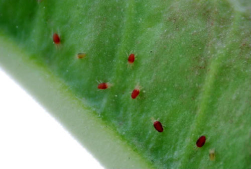 Mách cách chăm sóc hoa hồng để cây khỏe mạnh, cho hoa rực rỡ - 7